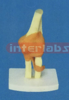 ADVANCED BIG LEFT ELBOW JOINT-FUNCTIONAL MODEL WEST-TYPE